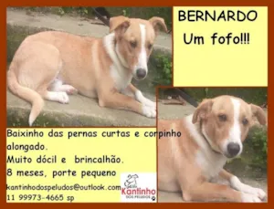 Cachorro raça  idade 7 a 11 meses nome Bernardo Pequeno