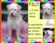 Filó