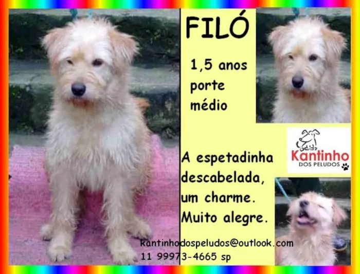 Cachorro ra a  idade 1 ano nome Filó