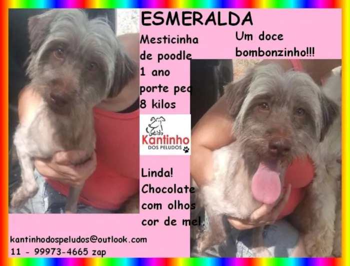 Cachorro ra a  idade 1 ano nome Esmeralda Pequena