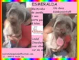 Esmeralda Pequena