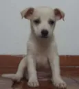 Floquinho