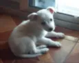 Floquinho