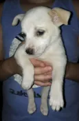 Floquinho