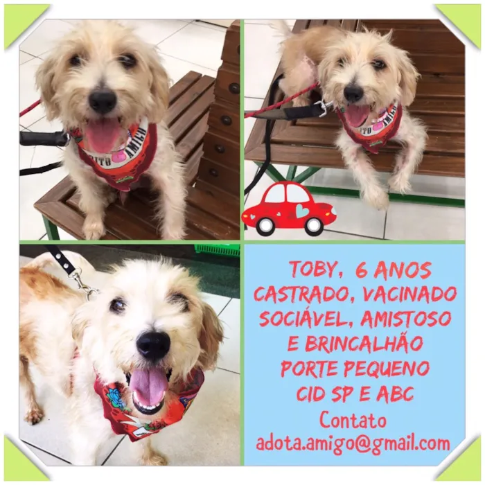Cachorro ra a Srd mix poodle idade 6 ou mais anos nome TOBBY