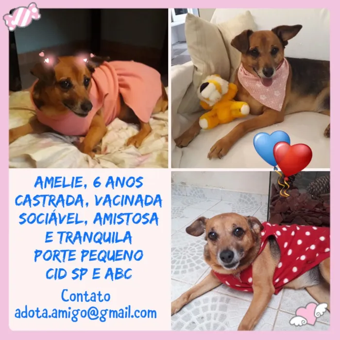Cachorro ra a Srd  idade 6 ou mais anos nome Amelie