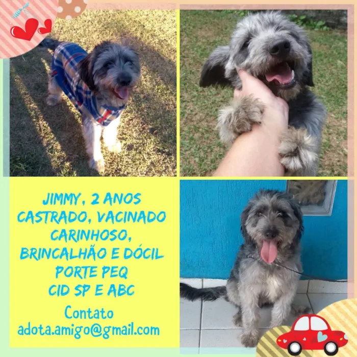 Cachorro ra a Mix poodle  idade 2 anos nome JIMMY