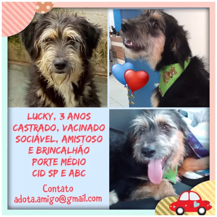 Cachorro ra a Mix poodle  idade 3 anos nome LUCKY