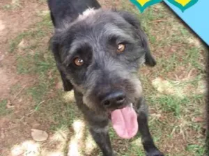 Cachorro raça Mix poodle  idade 2 anos nome Muffin 