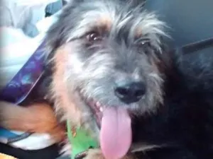 Cachorro raça Mix poodle  idade 3 anos nome LUCKY