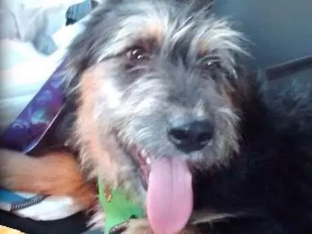 Cachorro ra a Mix poodle  idade 3 anos nome LUCKY