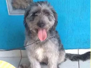Cachorro raça Mix poodle  idade 2 anos nome JIMMY