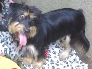 Cachorro raça Srd mix poodle  idade  nome Pelucio 