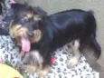 Pelucio