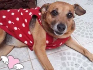 Cachorro raça Srd  idade 6 ou mais anos nome Amelie