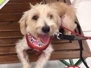 Cachorro raça Srd mix poodle idade 6 ou mais anos nome TOBBY