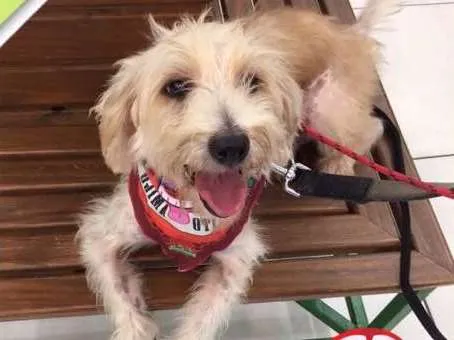 Cachorro ra a Srd mix poodle idade 6 ou mais anos nome TOBBY