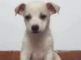 Floquinho