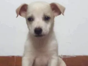 Cachorro raça SRD idade Abaixo de 2 meses nome Floquinho