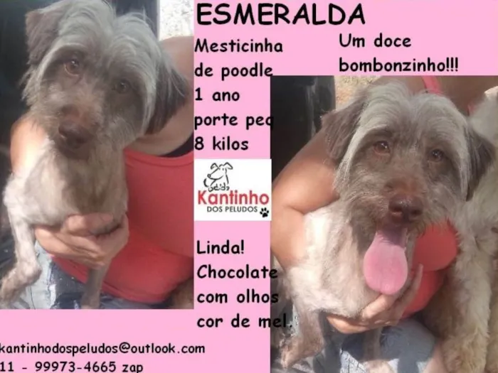 Cachorro ra a  idade 1 ano nome Esmeralda Pequena