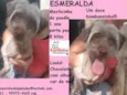 Esmeralda Pequena