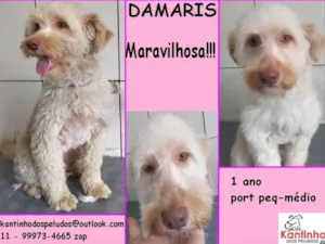 Cachorro raça  idade 1 ano nome Damaris Pequena