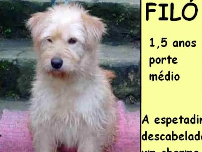 Cachorro ra a  idade 1 ano nome Filó