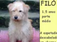 Filó