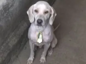 Cachorro raça Sem raça idade 2 anos nome Max 
