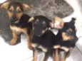 Mel,pipoca e princes