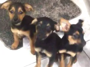 Cachorro raça Vira lata idade 2 a 6 meses nome Mel,pipoca e princes