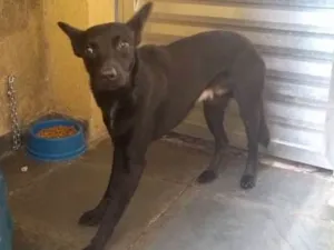 Cachorro raça Sem raça idade 1 ano nome Veludo