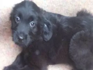 Cachorro raça  idade 2 a 6 meses nome Teresa Bebezinha