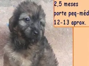 Cachorro raça  idade 2 a 6 meses nome Helen Bebezinha