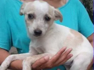Cachorro raça  idade 2 a 6 meses nome Miucha Bebezinha