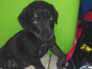 Cachorro raça Vira lata idade 2 a 6 meses nome Nao tem