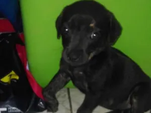 Cachorro raça Vira lata idade 2 a 6 meses nome Nao tem