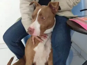 Cachorro raça Pit Bull  idade 2 anos nome Zaira 