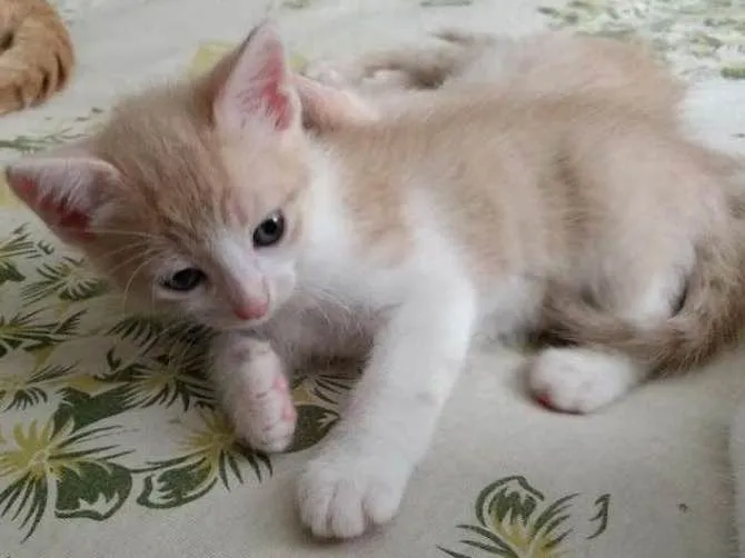 Gato ra a SRD idade Abaixo de 2 meses nome Filhotes fofos