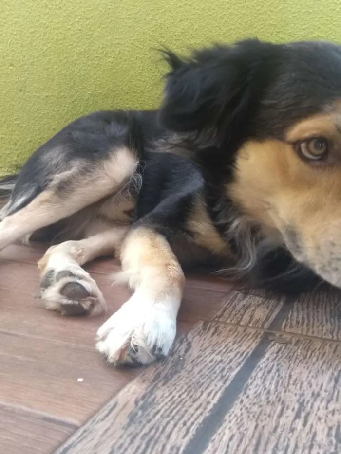 Cachorro ra a Vira-lata pastor alemão idade 4 anos nome Davi