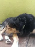 Davi