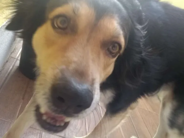 Cachorro ra a Vira-lata pastor alemão idade 4 anos nome Davi