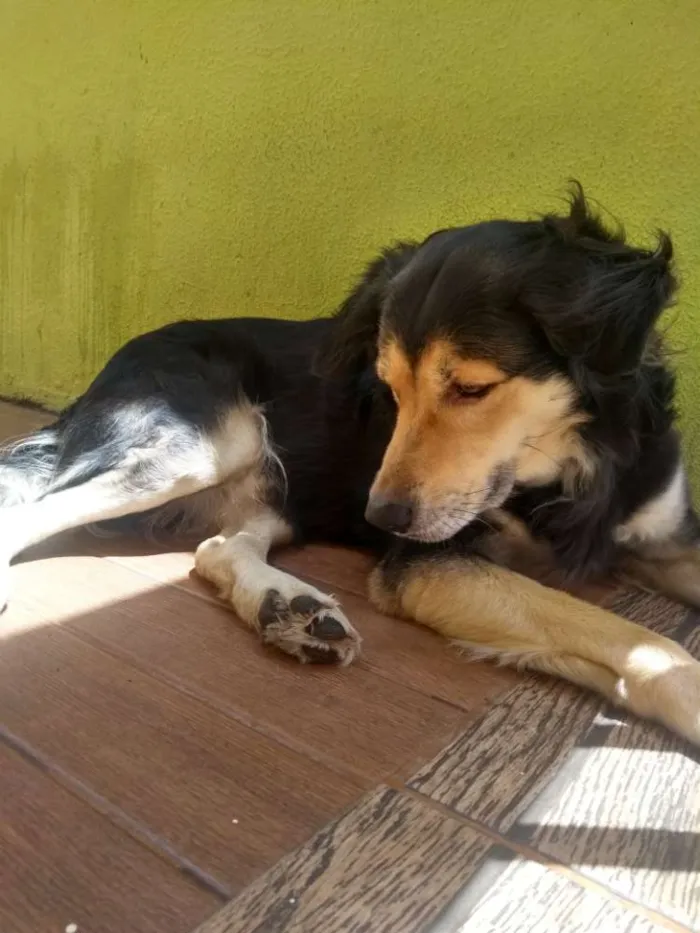Cachorro ra a Vira-lata pastor alemão idade 4 anos nome Davi