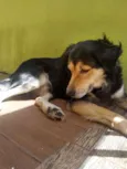 Davi
