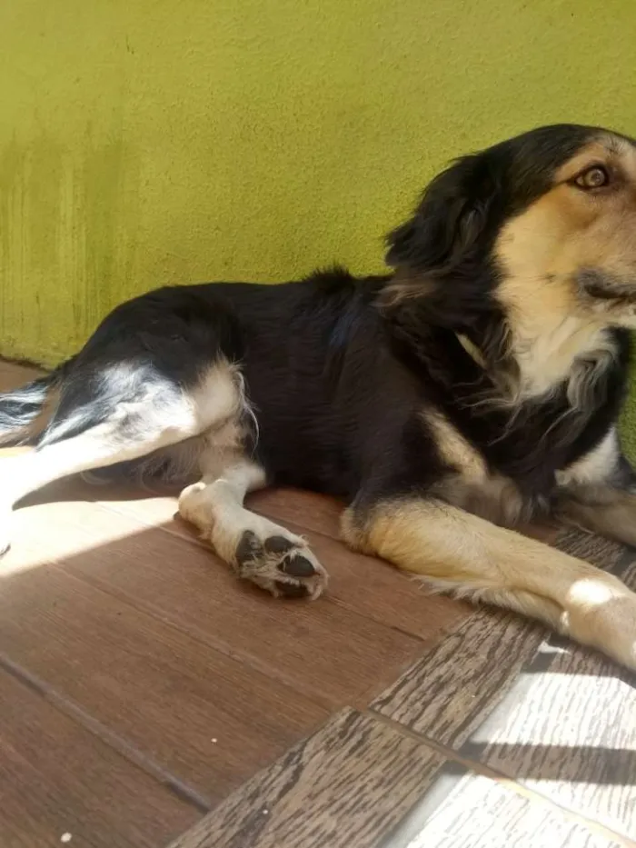 Cachorro ra a Vira-lata pastor alemão idade 4 anos nome Davi