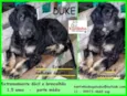 Duke