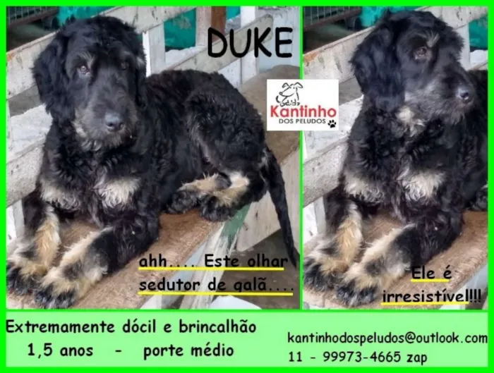 Cachorro ra a  idade 1 ano nome Duke