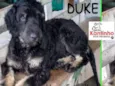 Duke