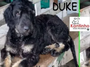 Cachorro raça  idade 1 ano nome Duke