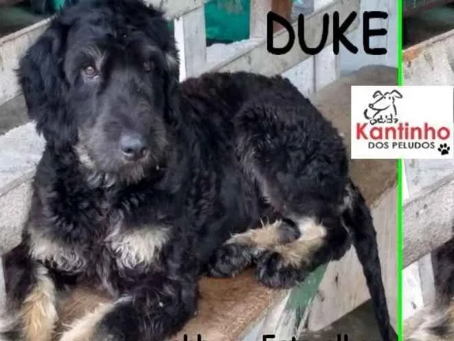 Cachorro ra a  idade 1 ano nome Duke